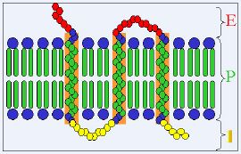 270px-Transmembrane_receptor+.jpg
