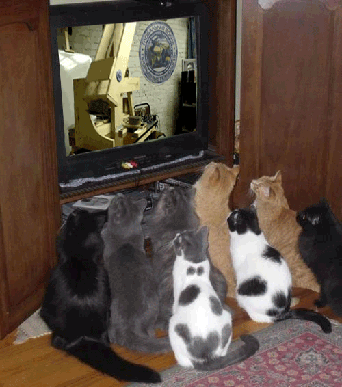 cats_watching.gif