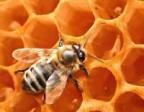 пчела аватар